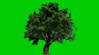 Tree blowing green screen video backgrounds