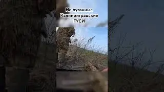 #гуси #охота #охотанагуся #гусь #весенняяохота #калининград #охота2024 #дичь #goose #hunter