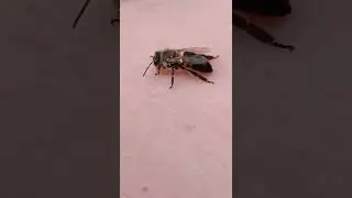 Bee after bathing