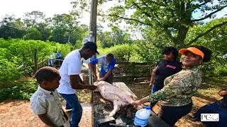 Processing The PGO Pig: How To Process A Hog At Home