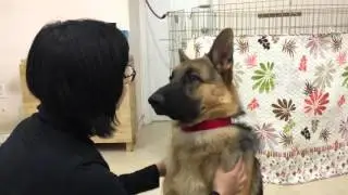 German Shepherd Puppy Enjoying Massage