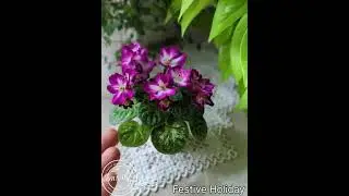 Сорт крупным планом. Festive Holiday