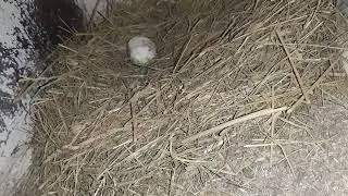 Сбор яиц и осмотр кур!