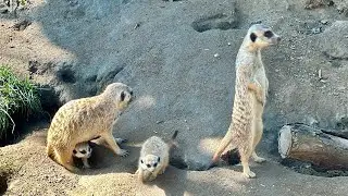Baby Meerkats At San Diego Zoo