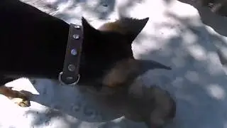 с днем рождения песик