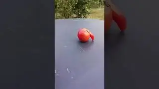 #сеньёр