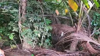 When you miss Bukid...This what we called 'FREEDOM'... Antique Philippines