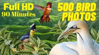 500 Bird Photos | 90 Minutes | Full HD | Kuş Fotoğrafları