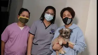 8 in 1 Vaccine for puppy - Vlog18