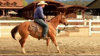 Perkins Performance Horses