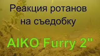 Реакция ротанов на съедобку AIKO Furry 2