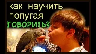 Как НАУЧИТЬ попугая ГОВОРИТЬ? Пошаговая инструкция на моем опыте/  How to TEACH a parrot to TALK ?
