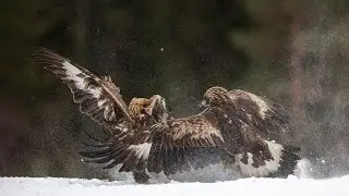 EAGLES IN THE SNOW