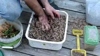 Starting a Worm Bin