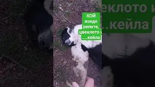Сляпото куче вече не ми обира кореноплодните. Друг талант ми издърпва дайконите, цвеклото посредзима