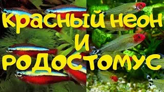 РОДОСТОМУС и КРАСНЫЙ НЕОН.  Содержание и разведение.