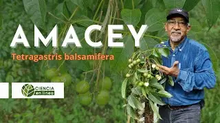 Conoce el AMACEY, Tetragastris balsamifera 🌳