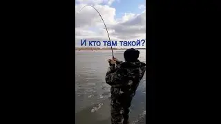 Толстолобик на 9.200 ( рыбалка на Дону)