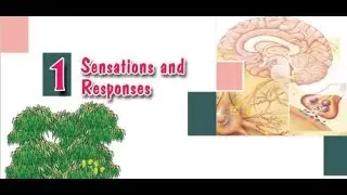 Class 10 Biology Chapter 1 Sensations and responses