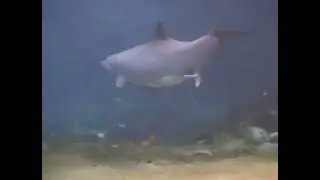 Birth of Baby Dolphin! #dolphins #birth #animal