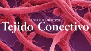 Histologia: Tejido Conectivo PARTE 1