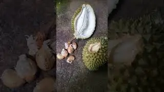 SISA DI MAKAN TUPAI ternyata isinya  MANTAB #durianindonesia