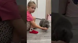 Кошка которая выполняет команды‼️😱👏