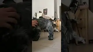 la nostra cucciola di 11 settimane impara “zampa” 🐾🥹