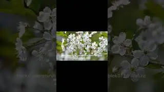 GÖK KURT KOMPLOSU – Tarihten Saklanan Doğuş Gerçeği”