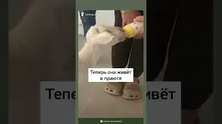 Спасение  овечки