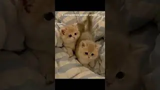 Эм... Ну.... Ам..... Ну капи ты там не ревнуешь? @капифнф