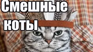 Самые смешные коты на фото