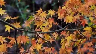 ЗЕ И ПУ ПОДПИШУТ МИР?