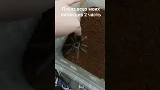 показ всех моих питомцев 2 часть