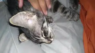 Mong-mong Tiger