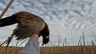 How Not to Hunt Pheasants - December 2024
