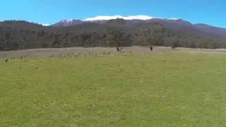 Chasing Kangaroos