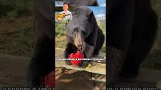 Спас Медведя #shorts #рекомендации #прикол
