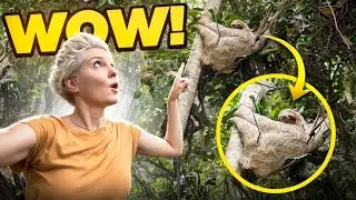 I Camped at the Best SLOTH SPOTTING Location - EP.366
