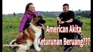 Anjing American Akita Keturunan Beruang? - Benigna Kennel