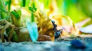Magnifying Glass Zoom Effect Animation