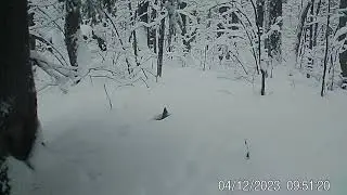 Беличьи раскопки  Фотоловушка  Заповедник Нургуш