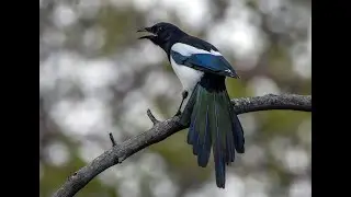 Отпуск 3 Сороки прикурили и Вороны здесь Кроухантинг. Crow Hunting 2023.#16