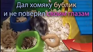 Неужели бублик совсем не то что нужно давать хомяку
