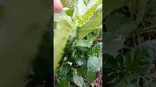 Перцы в августе