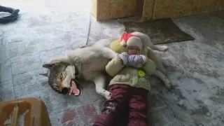 Возвращение лайки в новый старый дом