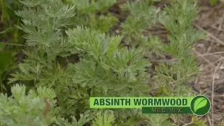 Weed of The Week 