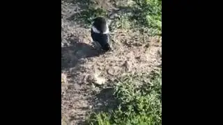 Жизнь птички