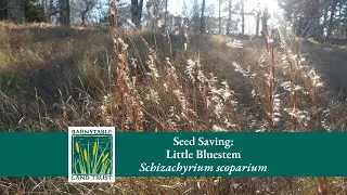 Seed Saving: Little Bluestem (Schizachyrium scoparium)
