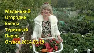 Маленький Огородик Елены Тереховой -  Перец и Огурец 2014.05.19